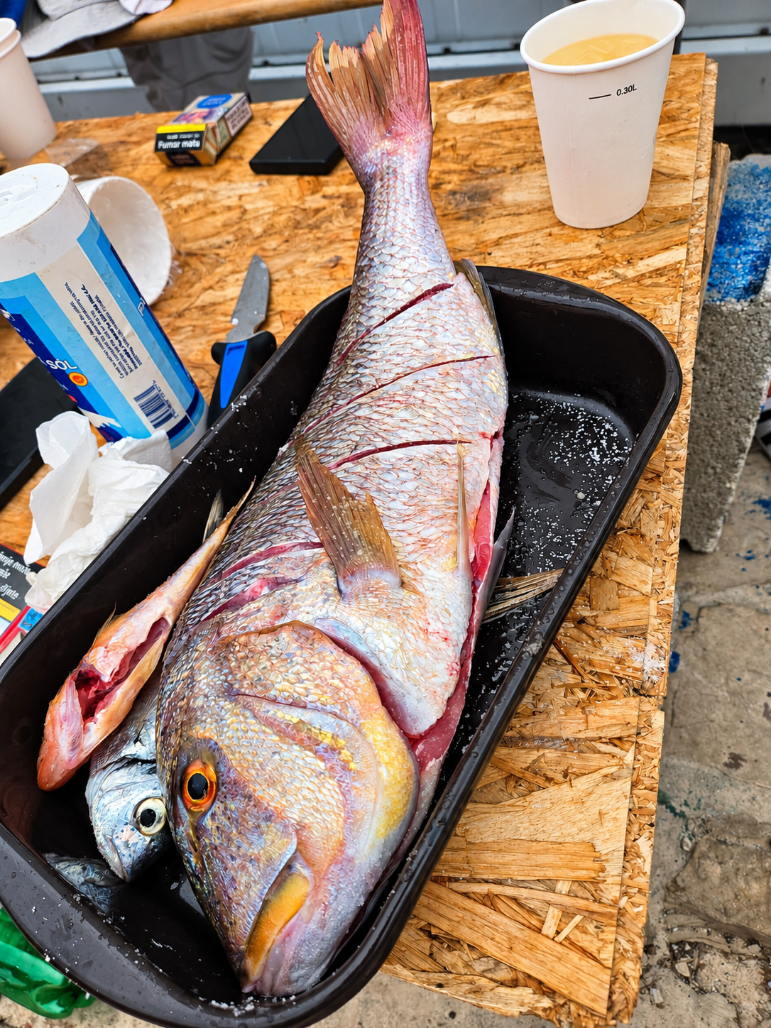 Fishing izlet iz Primoštena